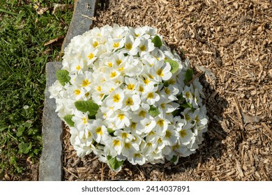 fiori e piante in primavera 