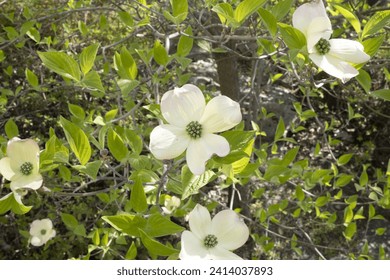 fiori e piante in primavera 