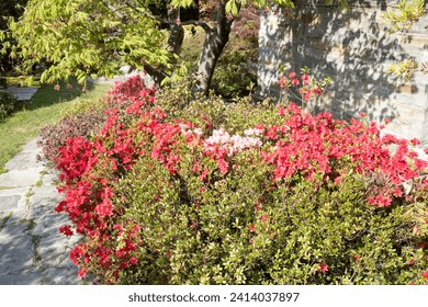 fiori e piante in primavera 
