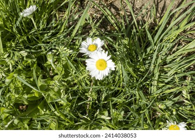 fiori e piante in primavera 