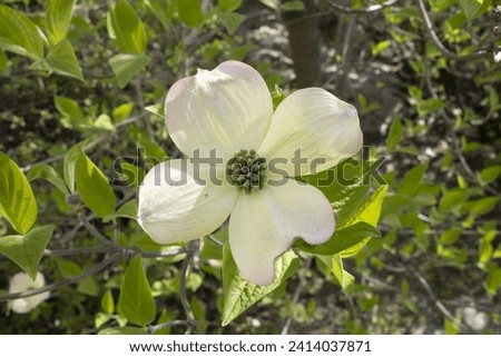 fiori e piante in primavera 