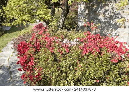fiori e piante in primavera 