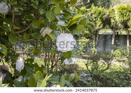 fiori e piante in primavera 