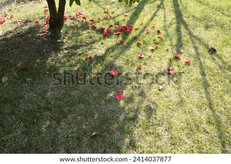 fiori e piante in primavera 
