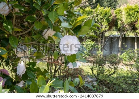 fiori e piante in primavera 