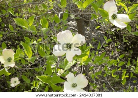 fiori e piante in primavera 