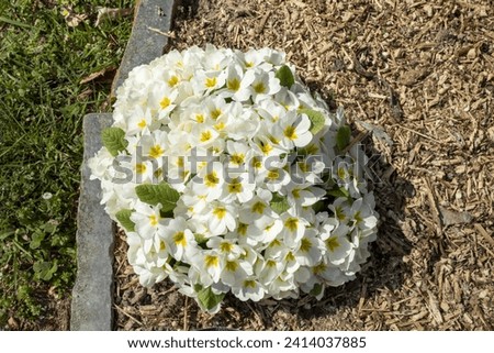 fiori e piante in primavera 