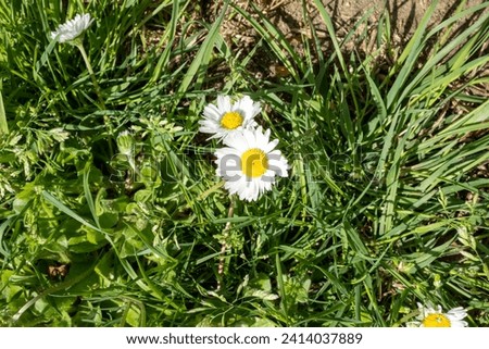 fiori e piante in primavera 