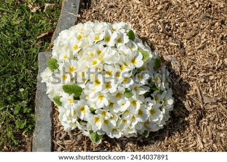 fiori e piante in primavera 