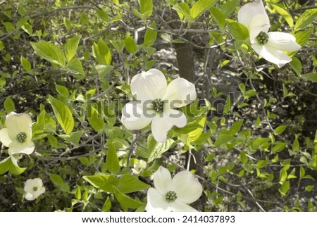 fiori e piante in primavera 