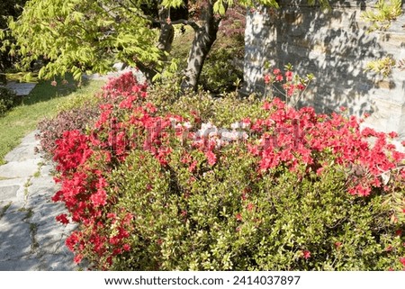 fiori e piante in primavera 