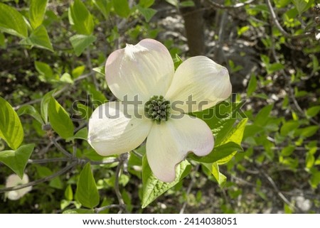 fiori e piante in primavera 