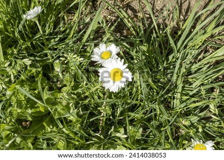 fiori e piante in primavera 