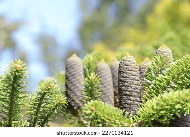 Fir Abies Koreana with young blue cones on branch. Evergreen Coniferous Tree. Korean Fir tree cones. Korean fir-tree on a green background.  Silver spruce. Copy space. Spring concept. Wallpaper
