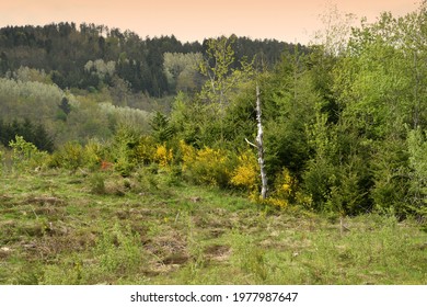 fir and beech forest with flowering brooms in the Apennine mountains near Arezzo. Italy