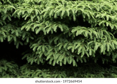 Fir Boughs Along Cedar River Trail                               