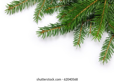 Fir Branch