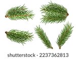 Fir branch isolated. christmas tree. Christmas green spruce branch. green fir tree branch, isolated on on a white background