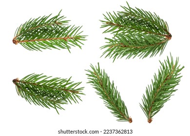 Fir branch isolated. christmas tree. Christmas green spruce branch. green fir tree branch, isolated on on a white background - Powered by Shutterstock