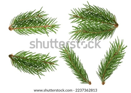 Fir branch isolated. christmas tree. Christmas green spruce branch. green fir tree branch, isolated on on a white background