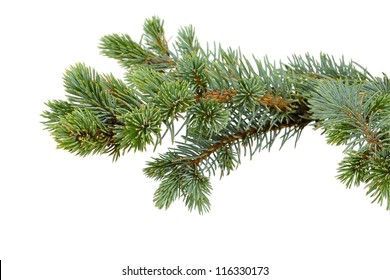 Fir Branch Isolated On White