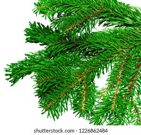 Fir branch isolated on white background - Shutterstock ID 1226862484