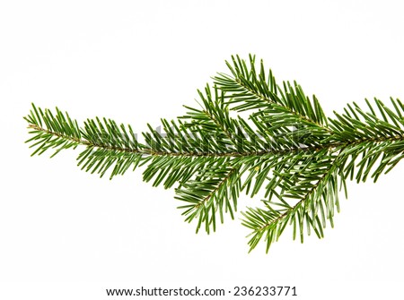 Fir branch isolated on white background