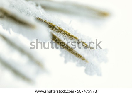 Image, Stock Photo Frozen Moss Winter