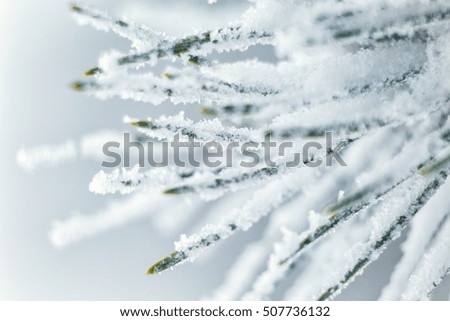 Similar – Image, Stock Photo Frozen Moss Winter