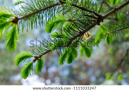 fir branch with young shoots