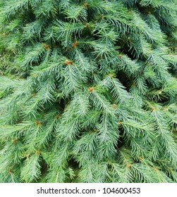 Fir Branches