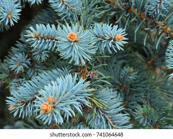 Fir Branches Blue Spruce. Close Up.