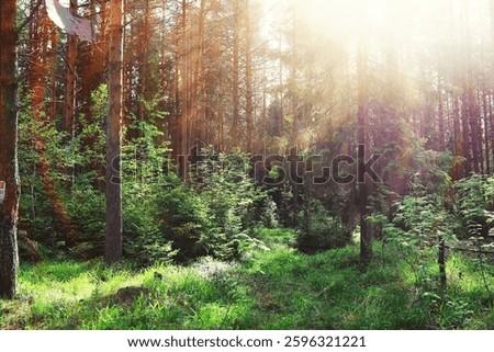 Fir branches with cones. Pinery. Trees in forest. Glare of the sun.