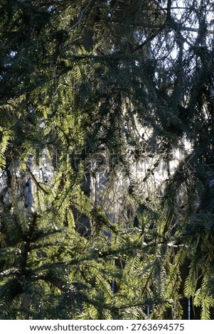 fir branches illuminated by the setting sun