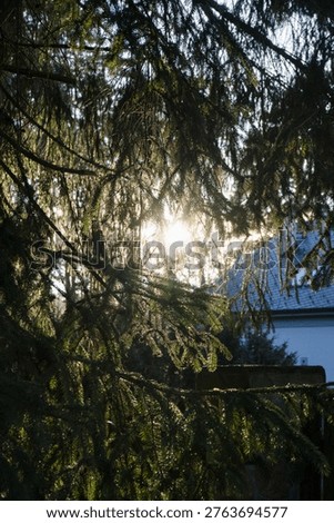 fir branches illuminated by the setting sun
