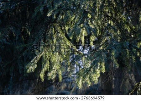 fir branches illuminated by the setting sun