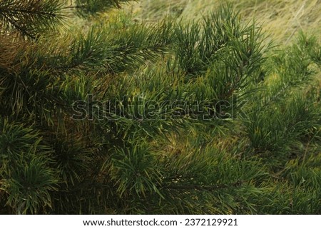 fir branches photo new year