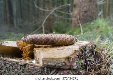 Fir cone