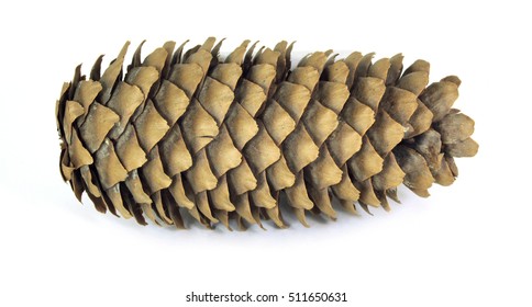 Fir Cone Isolated On White Background