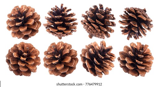 Fir cones isolated on white background closeup