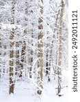 Fir forest after heavy snowfall, white, frosty, snowy tree branches and trunks. Stockholm archipelago. Portrait format