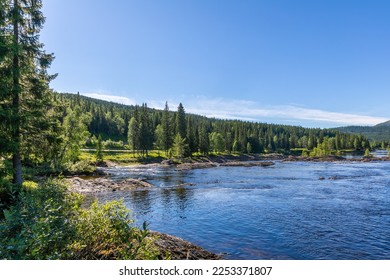 Fir forest along a large river in Norway - Shutterstock ID 2253371807
