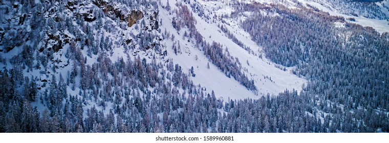 fir forest covered with fresh snow