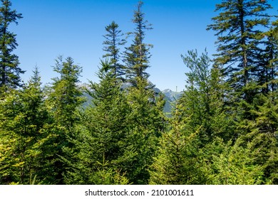 Fir forest landscape in La Clusaz, Haute-savoie, France