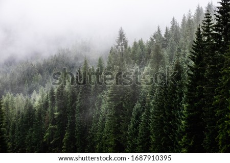 fir forest on a foggy day