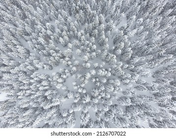 a fir forest seen from above in winter - Powered by Shutterstock