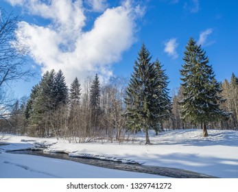 in the fir forest. winter