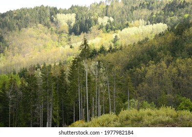 fir and larch trees in the forests of Apennine mountains near Arezzo. Tuscany, Italy.