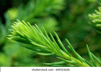 Fir Needle