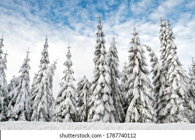 Tanne und Kiefern in einer Reihe, schneebedeckt. Schneeflocken fallen, Winterlandschaft
